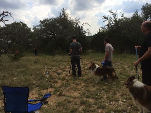 HollywoodHoneytreeColliesBehindTheScenes 16collie.jpg